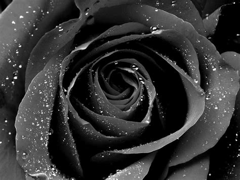 black rose background|black rose wallpaper for laptop.